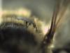 Colletes hylaeiformis